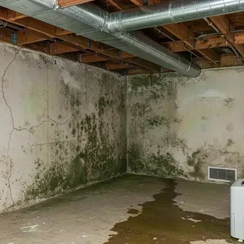 Professional Mold Removal in Palisade, CO